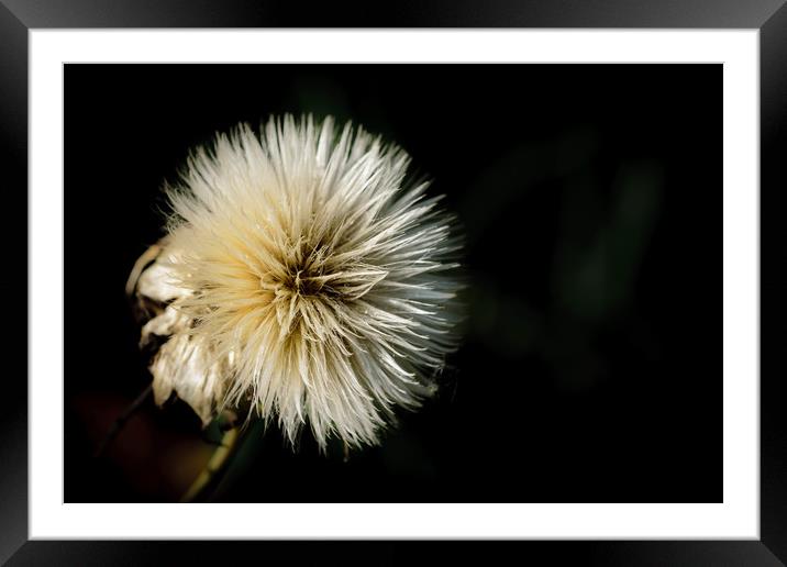 Seed head in darkness Framed Mounted Print by Mark Baker