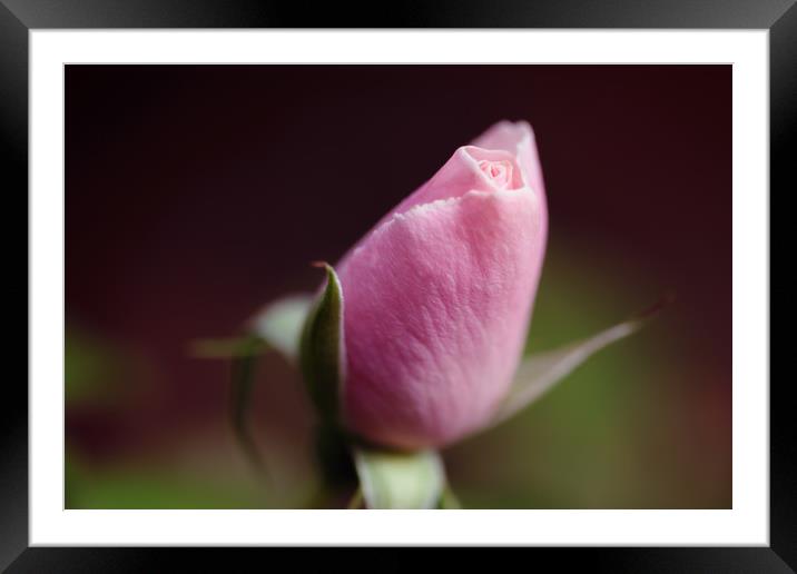 Diffuse Rose Framed Mounted Print by Mark Baker
