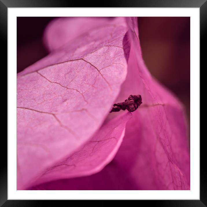 Lilac Flower Framed Mounted Print by Mark Baker