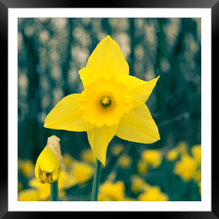Toned Daffodil Framed Mounted Print by Mark Baker