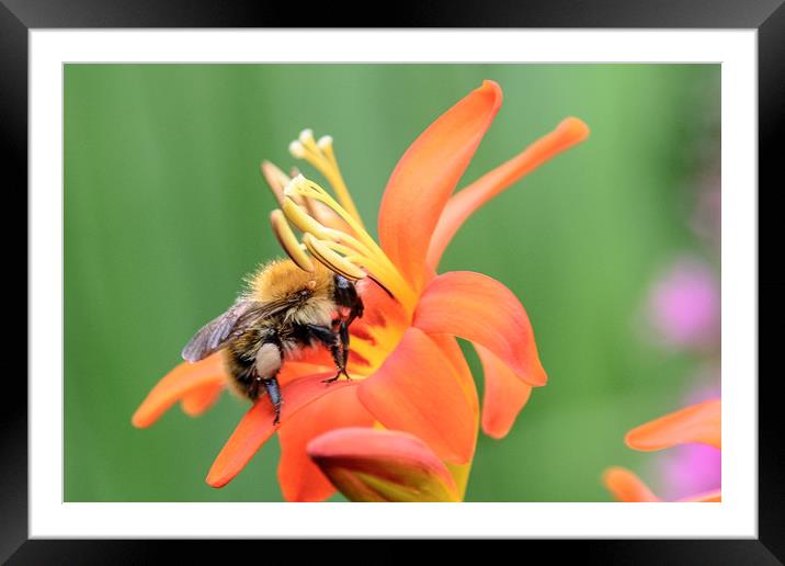 Looking busy Framed Mounted Print by Mark Baker