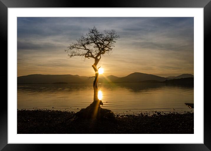 Lone Tree Sunburst Framed Mounted Print by Samuel Kerr