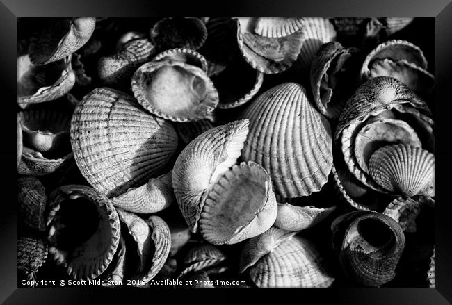 Cockle Shells Framed Print by Scott Middleton