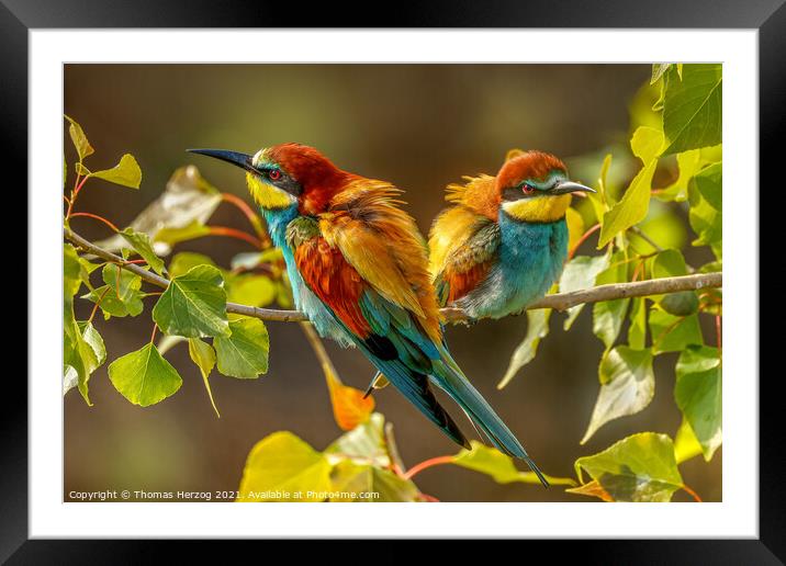 Eurasian bee-eaters Framed Mounted Print by Thomas Herzog