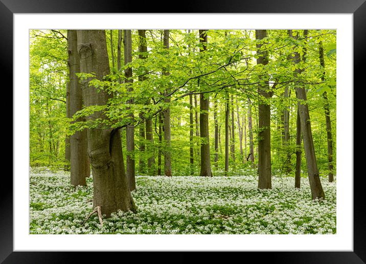 Wild garlic in a beech forest Framed Mounted Print by Thomas Herzog