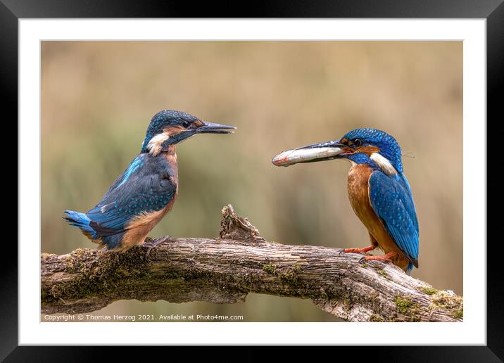 Kingfishers feeding scene Framed Mounted Print by Thomas Herzog