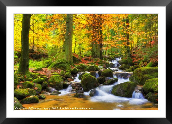 Autumn in the forest Framed Mounted Print by Thomas Herzog