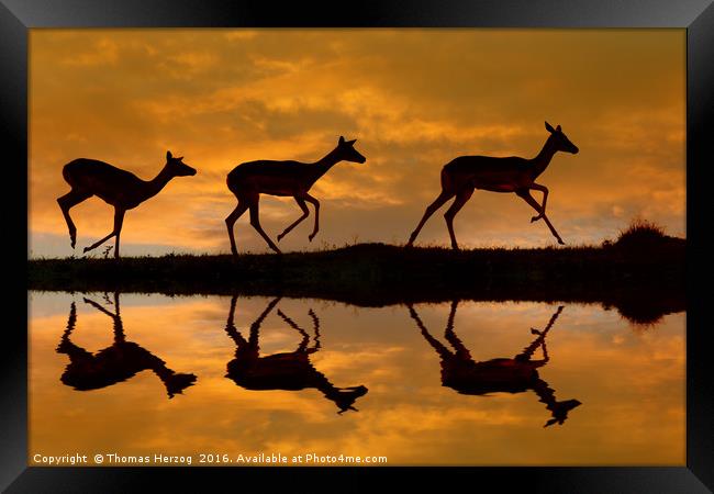 Impala sunset Framed Print by Thomas Herzog