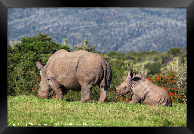 Mom and babe Rhino Framed Print by Thomas Herzog