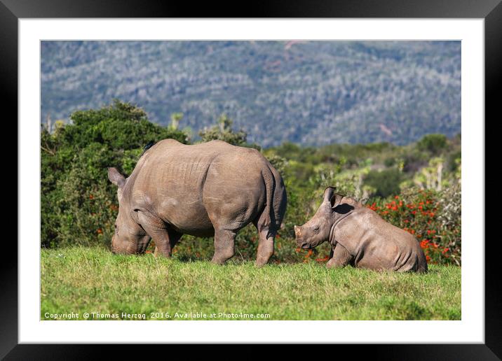 Mom and babe Rhino Framed Mounted Print by Thomas Herzog