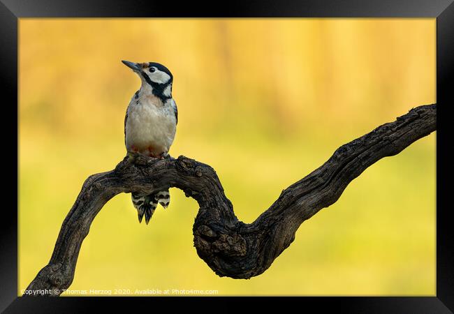 Great spotted woodpecker Framed Print by Thomas Herzog