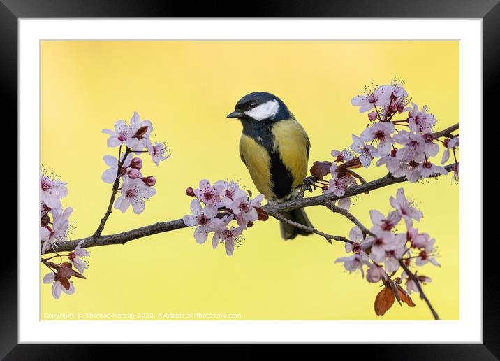 Great tit with pink plum blossoms Framed Mounted Print by Thomas Herzog