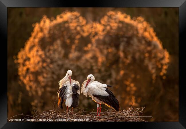 The White stork family Framed Print by Thomas Herzog
