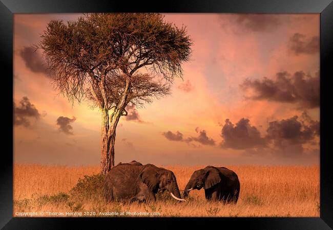 Dinner with elephants Framed Print by Thomas Herzog