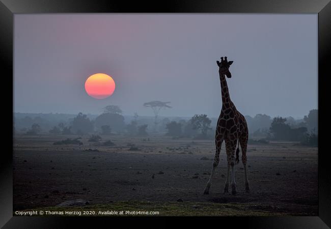 Giraffe at sunset Framed Print by Thomas Herzog