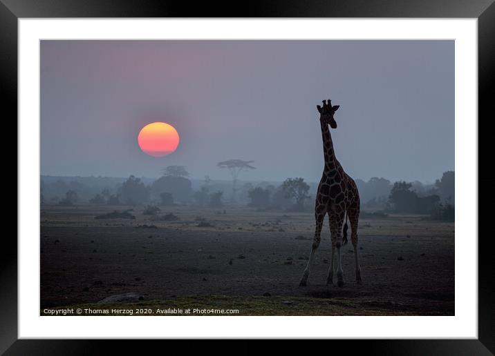 Giraffe at sunset Framed Mounted Print by Thomas Herzog