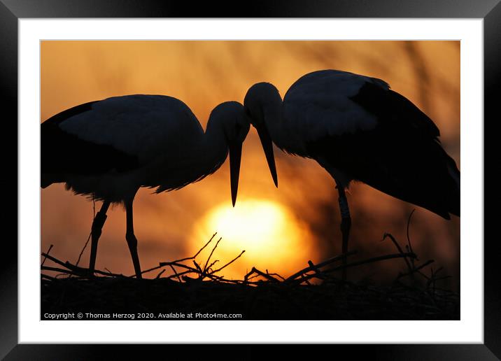 Whitestorks in love Framed Mounted Print by Thomas Herzog