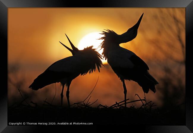 Clattering in the sunset Framed Print by Thomas Herzog