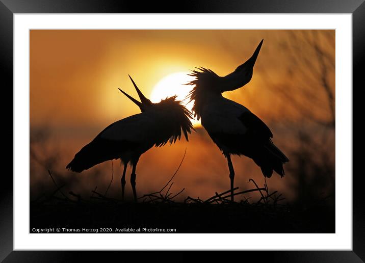 Clattering in the sunset Framed Mounted Print by Thomas Herzog