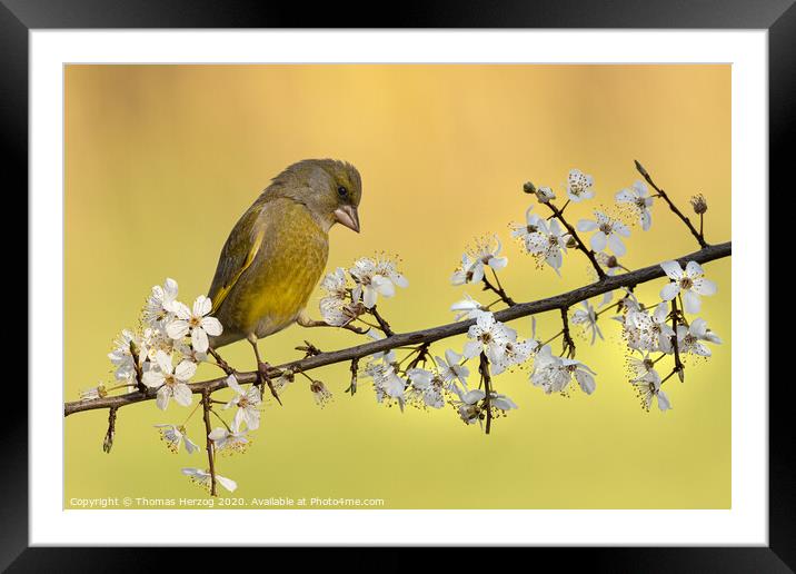 Greenfinch Framed Mounted Print by Thomas Herzog