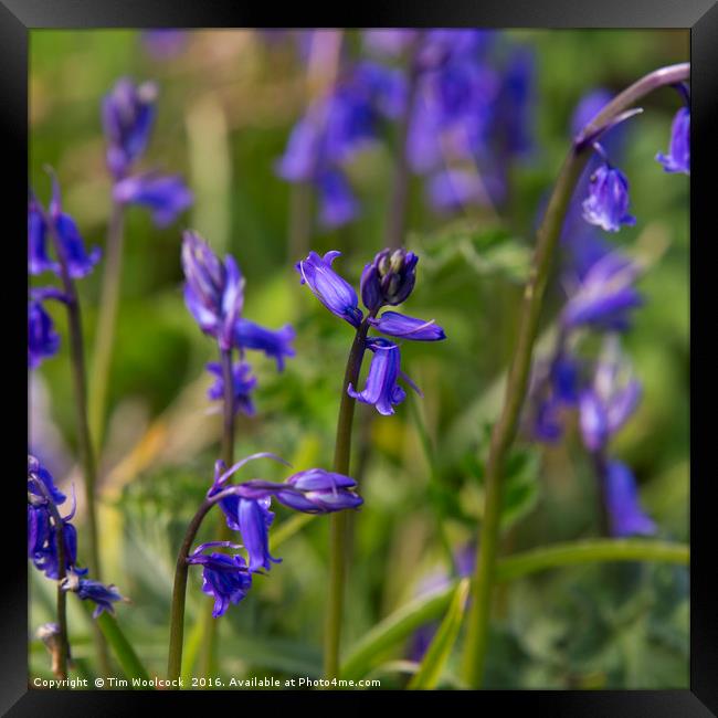 Bluebells in the sun Framed Print by Tim Woolcock