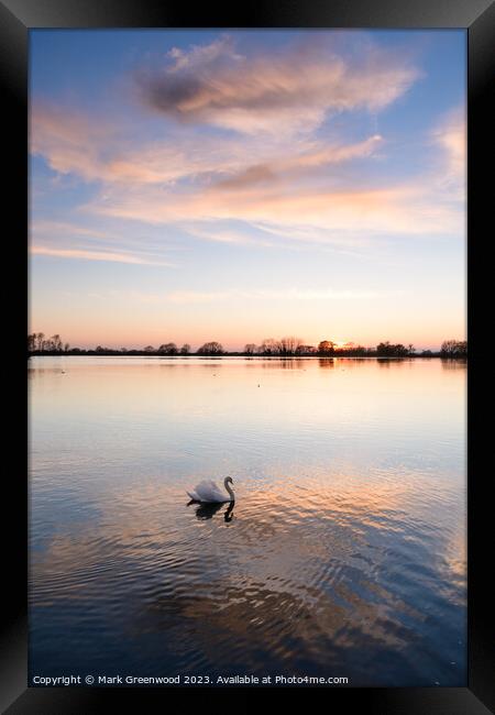 Swan At Sunset Framed Print by Mark Greenwood