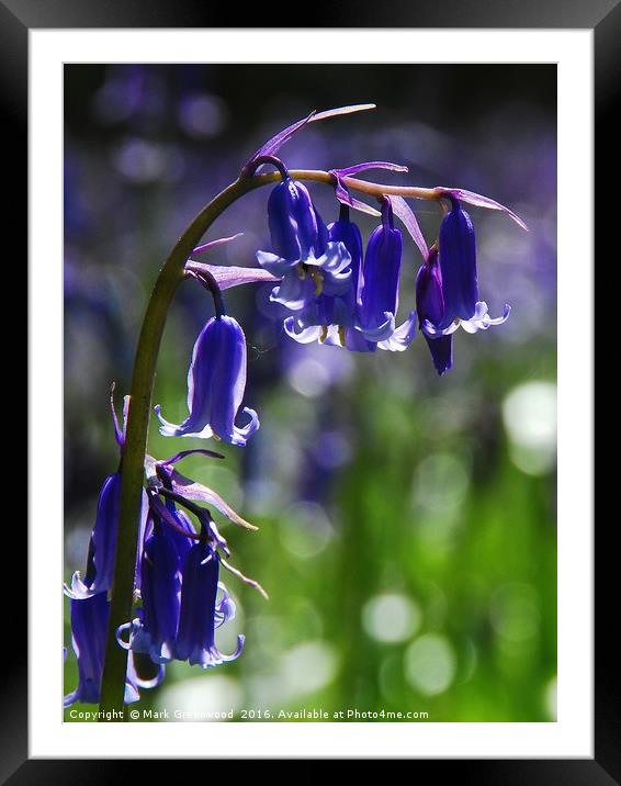Idyllic Spring Bluebells Framed Mounted Print by Mark Greenwood