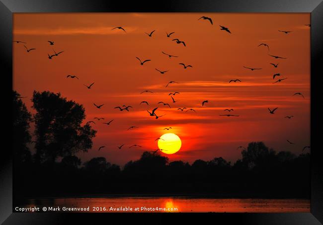 Sunset Flight at Wilstone Reservoir Framed Print by Mark Greenwood