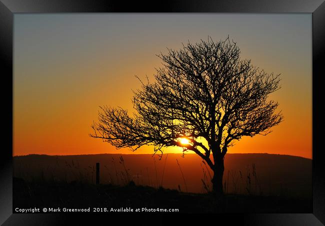 Tree Silhouette at Sunset Framed Print by Mark Greenwood