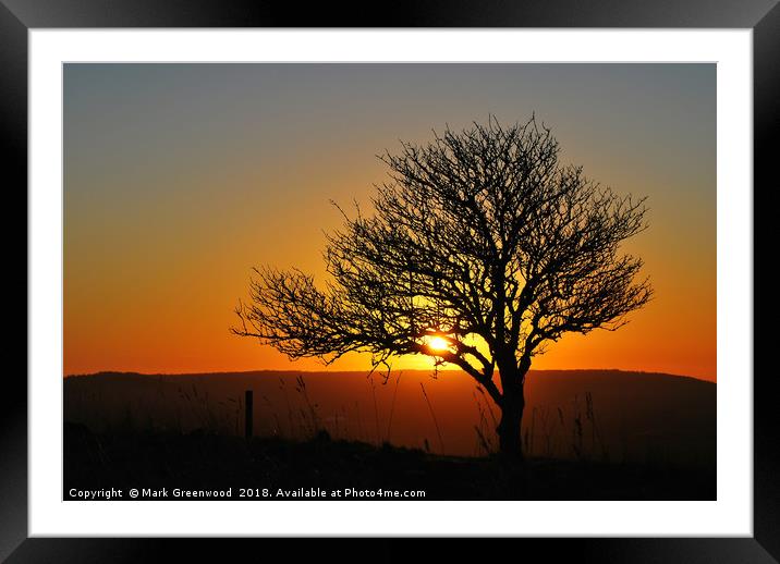 Tree Silhouette at Sunset Framed Mounted Print by Mark Greenwood