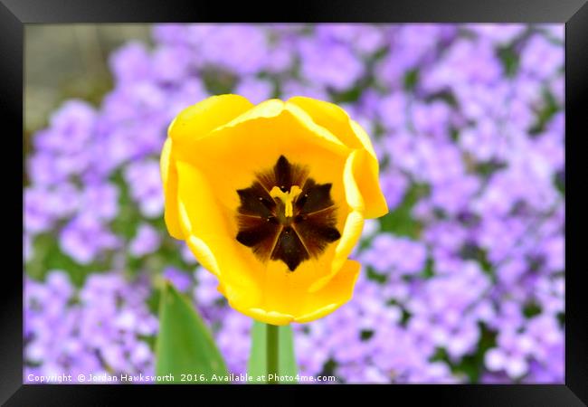 Yellow Tulip with purple floral background Framed Print by Jordan Hawksworth
