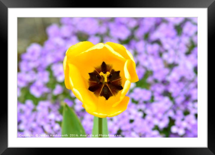 Yellow Tulip with purple floral background Framed Mounted Print by Jordan Hawksworth