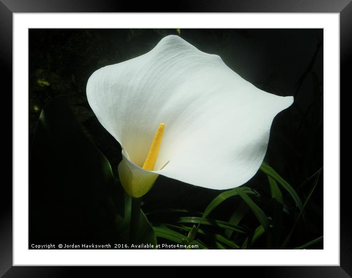 White Lily Framed Mounted Print by Jordan Hawksworth