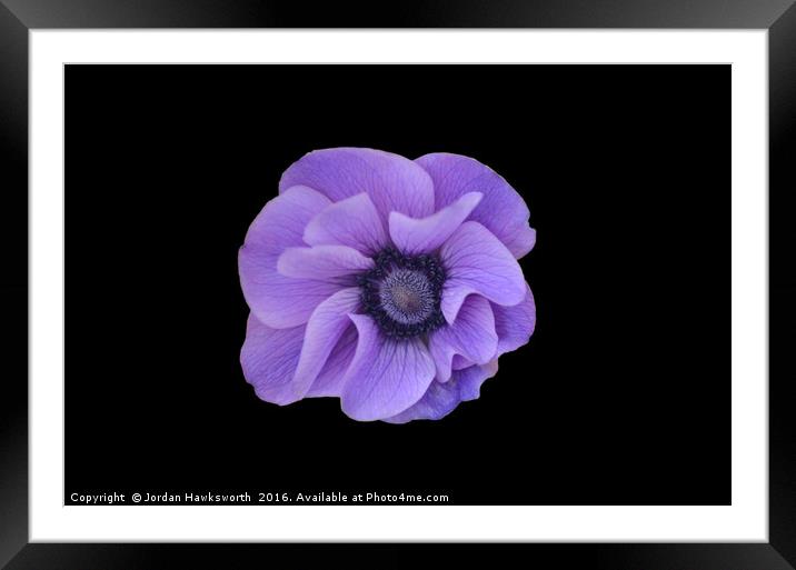 Purple flower on black background  Framed Mounted Print by Jordan Hawksworth