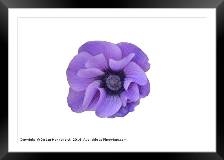 Purple flower on a white background  Framed Mounted Print by Jordan Hawksworth