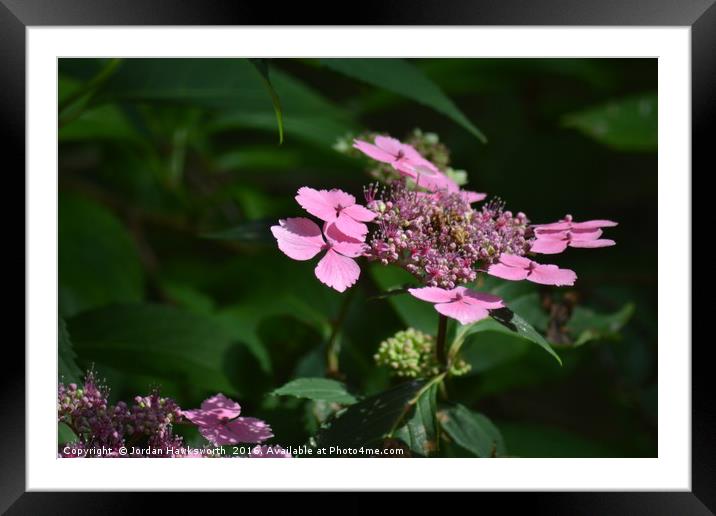 Pinky Purpley flowers Framed Mounted Print by Jordan Hawksworth