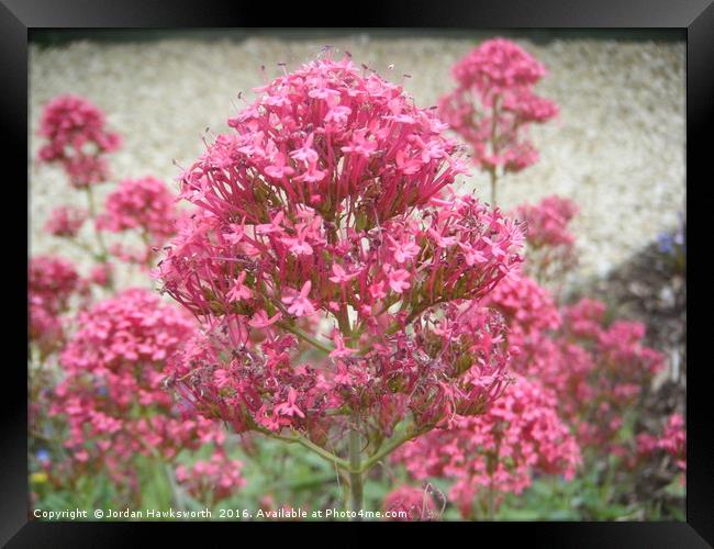 Pink flowery/leafy bush/tree Framed Print by Jordan Hawksworth