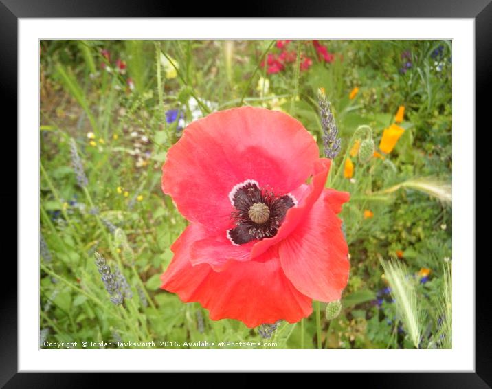 Red poppy type flower with other smaller flowers Framed Mounted Print by Jordan Hawksworth