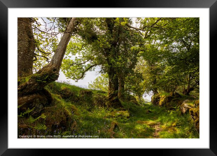 Woodland path on Dartmoor Framed Mounted Print by Bruce Little