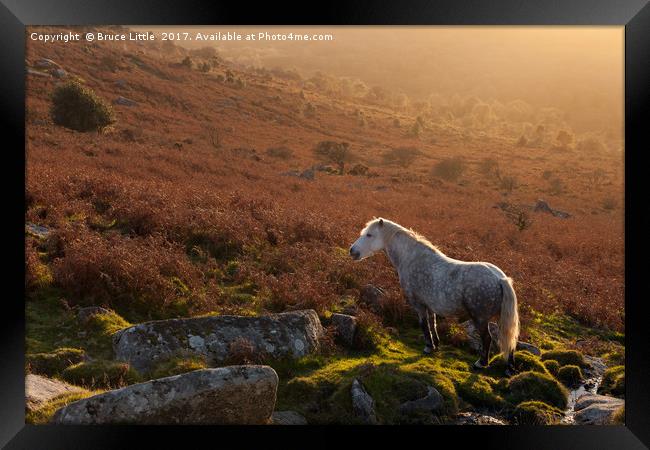 Backlit Dartmoor Pony on Haytor Down Framed Print by Bruce Little