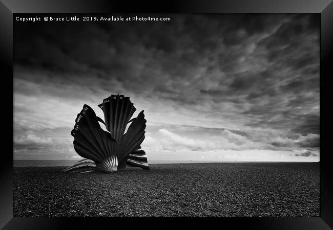 The Striking Scallop Shell Framed Print by Bruce Little
