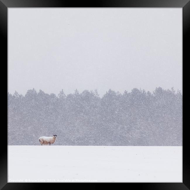 Solitary Sheep in a Winter Blizzard Framed Print by Bruce Little