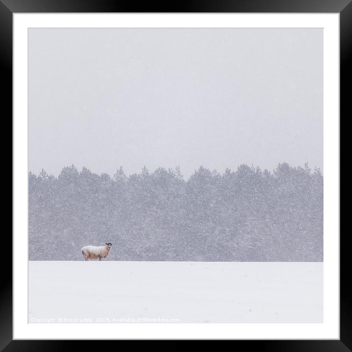 Solitary Sheep in a Winter Blizzard Framed Mounted Print by Bruce Little