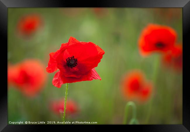 Closeup of poppy field Framed Print by Bruce Little