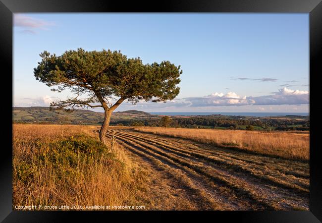 Scots Pine on Woodbury Common, East Devon Framed Print by Bruce Little