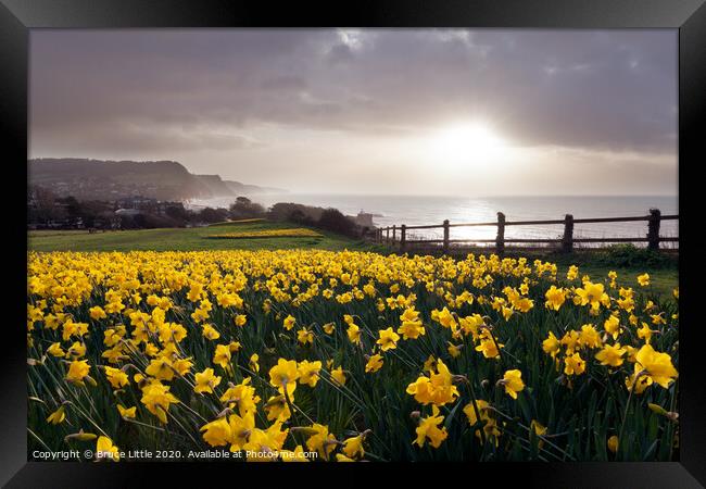Sidmouth Daffs Framed Print by Bruce Little