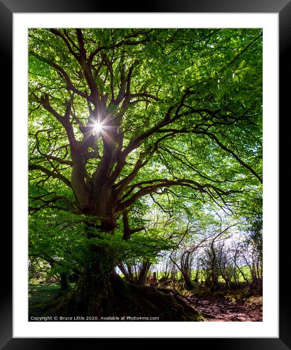 Giant beech tree, Aylesbeare Common Framed Mounted Print by Bruce Little
