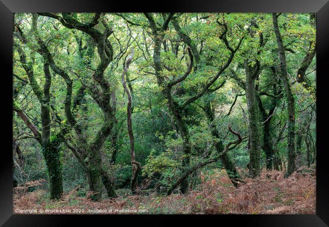 Dramatic woods of Lustleigh Framed Print by Bruce Little