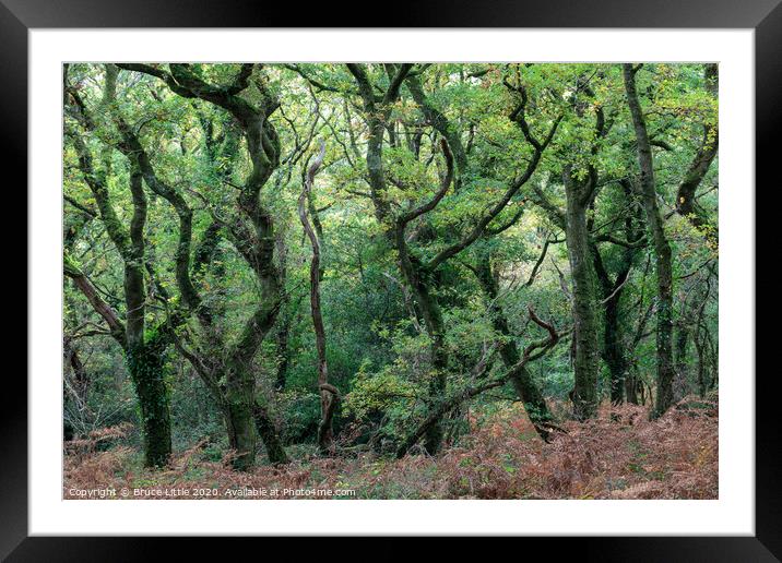 Dramatic woods of Lustleigh Framed Mounted Print by Bruce Little