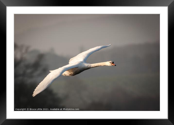 Swan in Flight Framed Mounted Print by Bruce Little